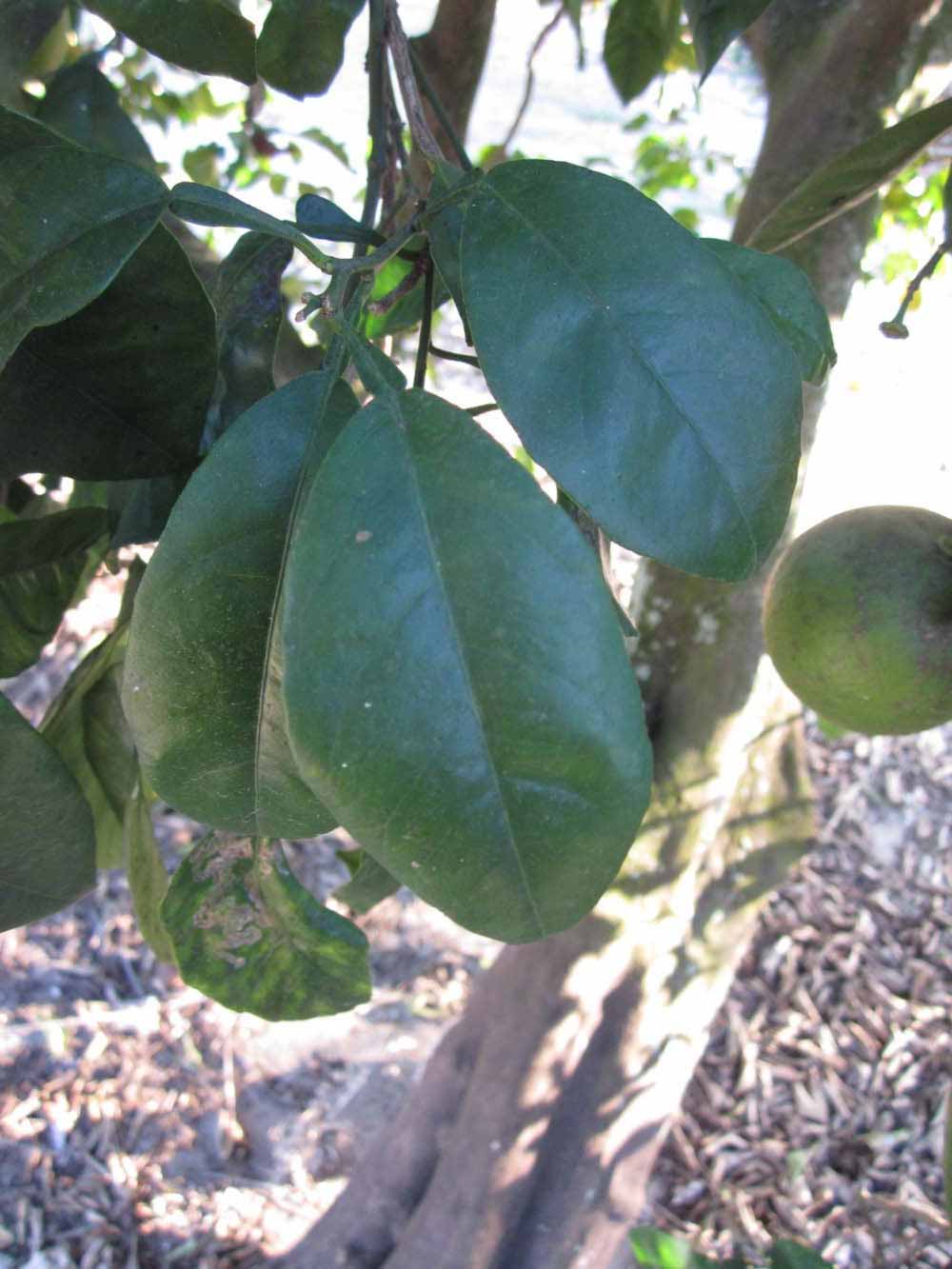            Shade leaves (Winter Haven, FL)   
